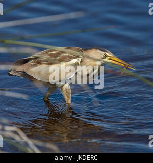 Blongios nain (Ixobrychus minutus) femelle adulte, attrapé un poisson, Landes, St Mary, Îles Scilly, Angleterre, Royaume-Uni. Banque D'Images