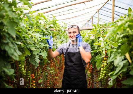 Vue d'une jeune femme séduisante de la récolte des légumes dans une serre Banque D'Images