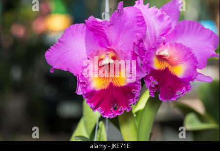 Belle rose fleur d'orchidée Cattleya hybride et nature background Banque D'Images