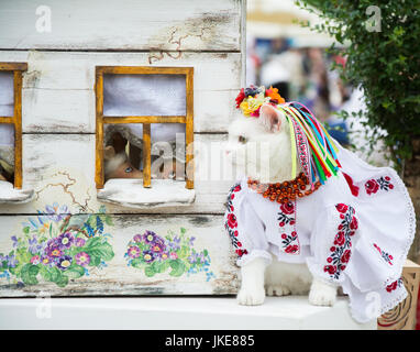 Kiev, UKRAINE - 28 juin 2015 : Joli chat blanc habillé en robe traditionnelle ukrainienne, couronne et collier de fleurs et de rubans, à l'exposition féline dans U Banque D'Images