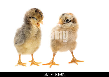 Deux poulets sur fond blanc, l'isolement, le village, l'été Banque D'Images