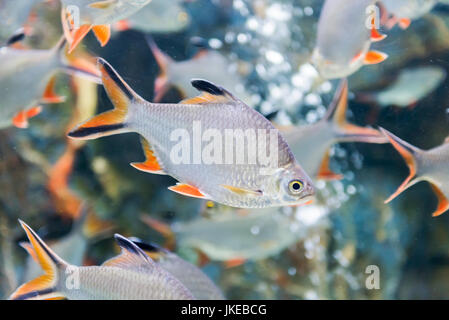 D'ÉTAIN barb poisson ou Barbonymus schwanenfeldii, poisson d'eau douce en Thaïlande Banque D'Images