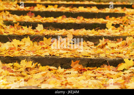 Escaliers couverts avec des feuilles d'érable en octobre Banque D'Images