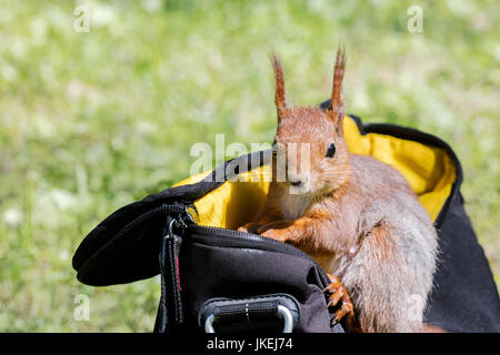 Curieux écureuil rouge assis en sac sur l'herbe verte et la recherche de nourriture Banque D'Images