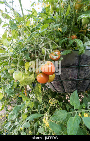 Tomate Tumbling Tom red Bush, Lycopersicon esculentum, croissante en suspensions dans une serre. Banque D'Images