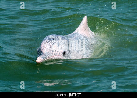 Un jeune dauphin à bosse de l'Indo-Pacifique (Sousa chinensis) approche du bateau d'observation des dauphins Banque D'Images