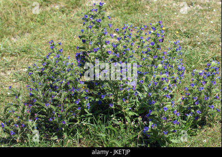 Un massif de la vipère (Vipérine commune Echium vulgare) croissant à shingle derrière la plage de Cuckmere Haven. Cuckmere Haven, Sussex, UK Banque D'Images