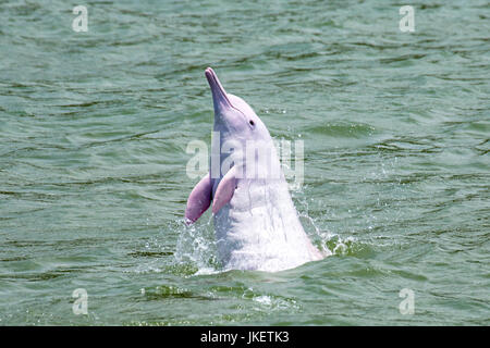 Un dauphin à bosse de l'Indo-Pacifique adultes (Sousa chinensis) sautant hors de l'eau, spyhopping. Banque D'Images