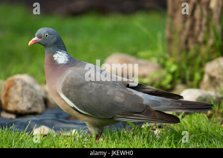 Wild pigeon ramier (Columba palumbus) debout sur prairie en été.Fermer voir clairement visible avec détails de plumage, bec et les yeux.vue horizontale.pol Banque D'Images