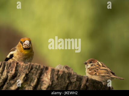 Les jeunes arbres et Hawfinch sont assis côte à côte sur un tronc d'arbre tronqué. L'été en Pologne.vue horizontale. Banque D'Images