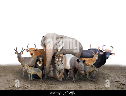 Groupe d'Asie animaux debout sur le terrain Banque D'Images