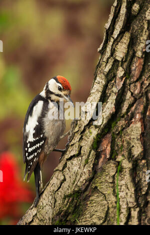 Plus jeune Pic mar en été, assis sur un tronc d'arbre et à la recherche d'insectes à manger.été polonais. A proximité, la vue verticale. Banque D'Images