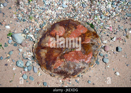 L'Écosse. West Kilbride. Les méduses morts échoués sur la plage. Banque D'Images