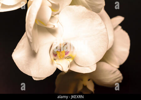 Orchidée phalaenopsis blanc global ou ou espèce d'orchid fleurs sur fond sombre Banque D'Images