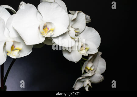 Orchidée phalaenopsis blanc global ou ou espèce d'orchid fleurs sur fond sombre Banque D'Images