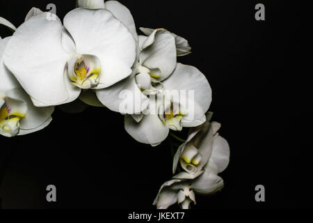 Orchidée phalaenopsis blanc global ou ou espèce d'orchid fleurs sur fond sombre Banque D'Images