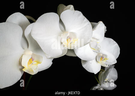 Orchidée phalaenopsis blanc global ou ou espèce d'orchid fleurs sur fond sombre Banque D'Images