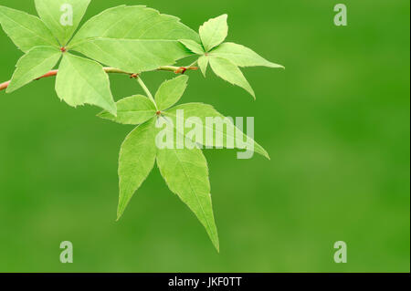 Virginia creeper, feuilles / (Parthenocissus quinquefolia) | Wilder Wein, Blaetter / (Parthenocissus quinquefolia)