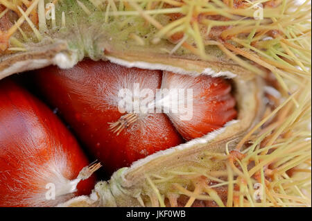 / Châtaignes (Castanea sativa) / European chestnut | Esskastanien / (Castanea sativa) Banque D'Images