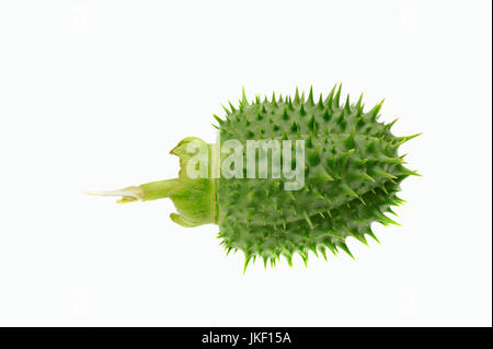 Thorn Apple, seedhead / (Datura stramonium) / Stramoine | Weisser Stechapfel / (Datura stramonium) Banque D'Images