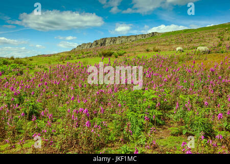 Stanage Edge, parc national de Peak District, Derbyshire Banque D'Images