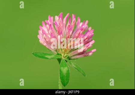 / Trèfle rouge (Trifolium pratense) | Wiesenklee, Nordrhein-Westfalen, Deutschland / (Trifolium pratense) Banque D'Images