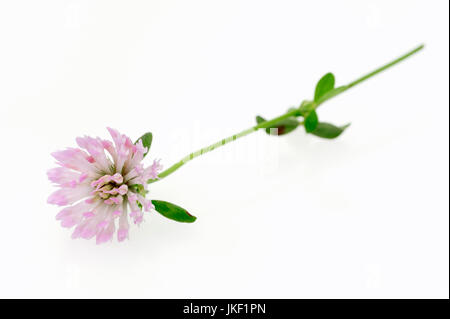 / Trèfle rouge (Trifolium pratense) | Wiesenklee / (Trifolium pratense) / Wiesen-Klee Rotklee, Rot-Klee, Banque D'Images