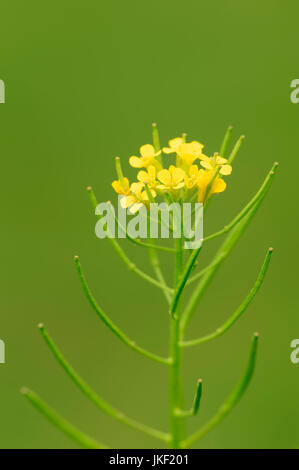 Common Wintercress, Rhénanie du Nord-Westphalie, Allemagne / (Barbarea vulgaris) | Barbarakraut Echtes, Nordrhein-Westfalen, Deutschland (Barbarea vulgaris) Banque D'Images