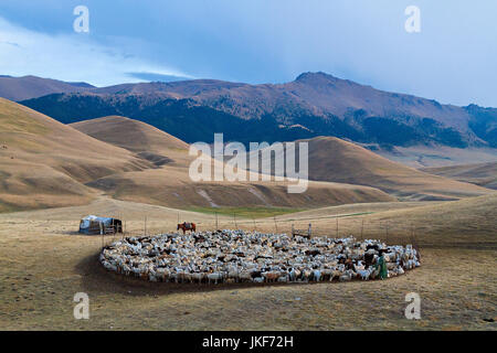 Troupeau de moutons des nomades dans le plateau d'Assy où les nomades vont pour l'été, Kazakhstan. Banque D'Images