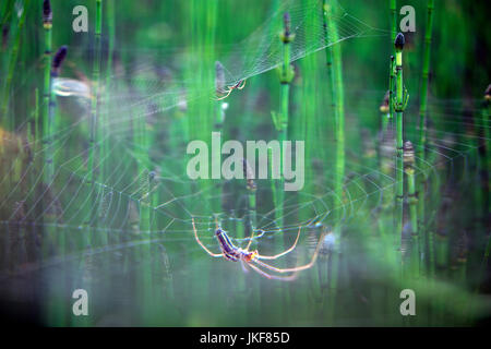 Jardin araignée européenne (Araneus diadematus). Banque D'Images