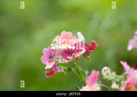 Némésie Nesia (Série) "tropicaux" des fleurs. Banque D'Images