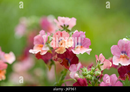 Némésie Nesia (Série) "tropicaux" des fleurs. Banque D'Images