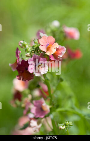 Némésie Nesia (Série) "tropicaux" des fleurs. Banque D'Images