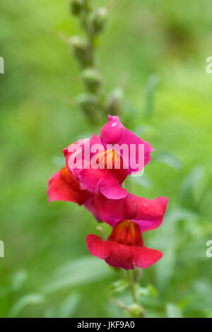 Antirrhinum majus. Muflier commun dans une fleur frontière. Banque D'Images