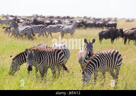 Les zèbres le pâturage dans le Parc National du Serengeti en Tanzanie, Afrique de l'Est. Banque D'Images