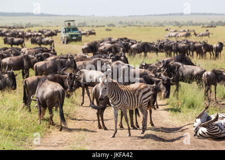 Gnous et zèbres le pâturage dans le Parc National du Serengeti en Tanzanie, Afrique de l'Est. Banque D'Images