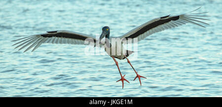 Black-necked Stork, Ephippiorhynchus asiaticus à Karumba, Queensland, Australie Banque D'Images