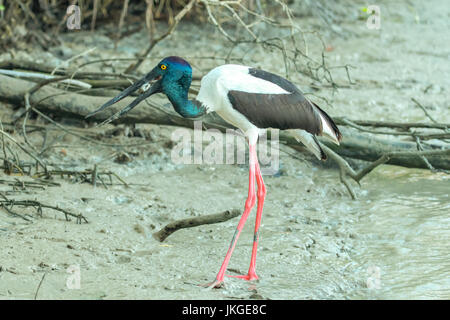 Black-necked Stork, Ephippiorhynchus asiaticus à Karumba, Queensland, Australie Banque D'Images