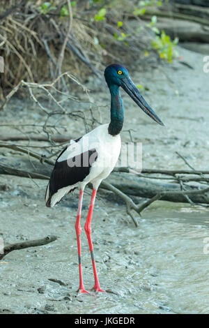 Black-necked Stork, Ephippiorhynchus asiaticus à Karumba, Queensland, Australie Banque D'Images