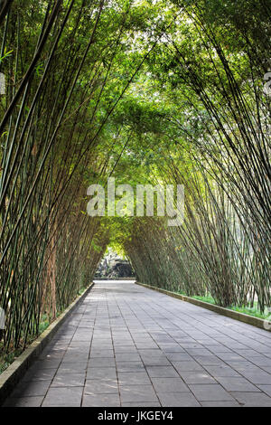 Bambou pacifique passage couvert par le parc Wangjianglou à Chengdu, province du Sichuan, Chine Banque D'Images