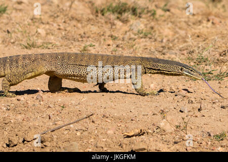 Gould le moniteur de sable, Varanus gouldii à gorge Cobbold Banque D'Images