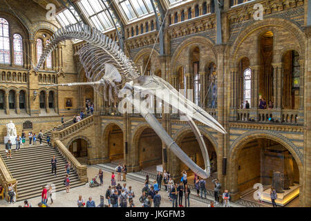 « Hope » le squelette géant de la Baleine bleue , Balaenoptera musculus suspendu du plafond de Hintze Hall au Natural History Museum , Londres, Royaume-Uni Banque D'Images