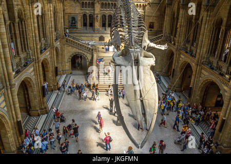 « Hope » le squelette géant de la Baleine bleue , Balaenoptera musculus suspendu du plafond de Hintze Hall au Natural History Museum , Londres, Royaume-Uni Banque D'Images