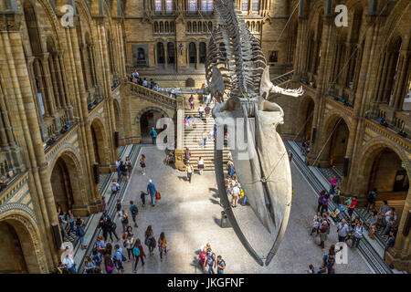 Espérons que le géant squelette de rorqual bleu Balaenoptera musculus , suspendu au plafond au magnifique Hintze Hall du Musée d'Histoire Naturelle. Banque D'Images