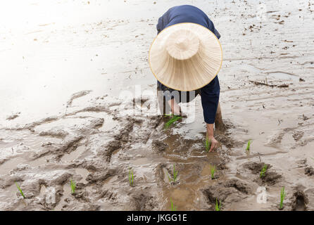 Thai farmer le repiquage du riz dans les rizières, le riz au jasmin en Thaïlande Banque D'Images