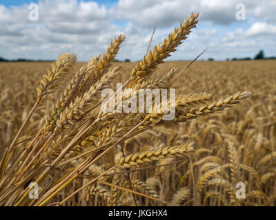 Au moment de la récolte des cultures de blé Août Norfolk Banque D'Images