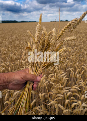 Au moment de la récolte des cultures de blé Août Norfolk Banque D'Images