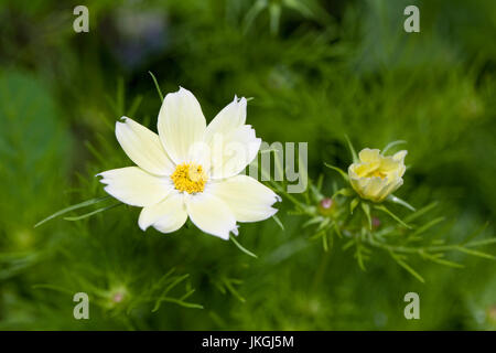Cosmos bipinnatus 'Xanthos' fleurs. Banque D'Images