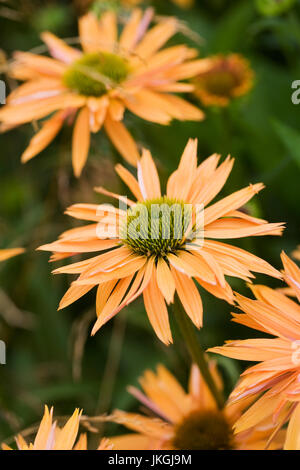 Echinacea 'Big Kahuna' fleurs. Banque D'Images