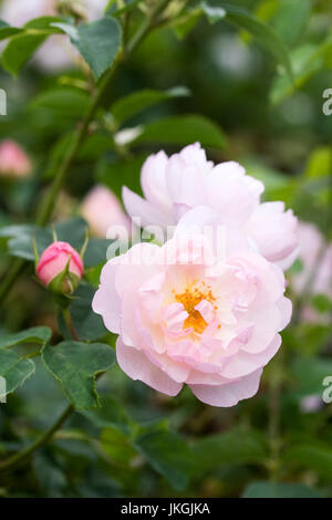Rosa. Fleurs rose rose pâle dans le jardin. Banque D'Images